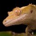 New Caledonian Crested Gecko